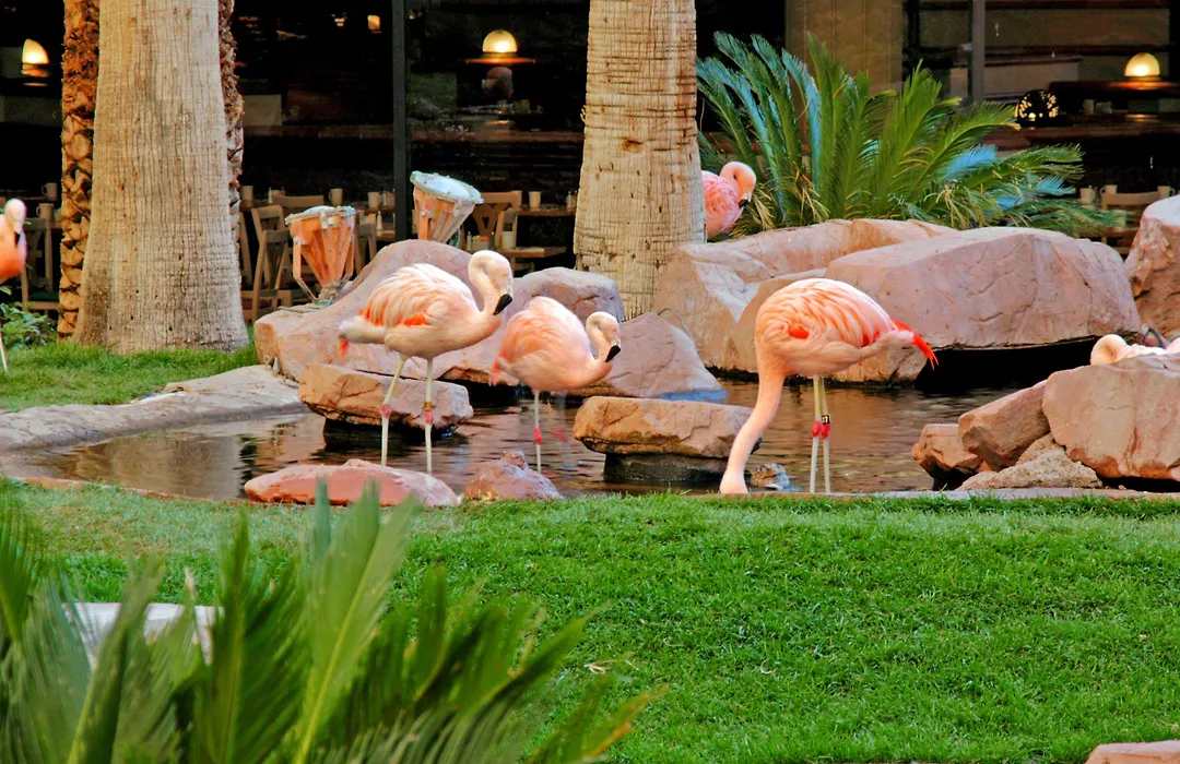 Flamingo Las Vegas Hotel&Casino-1